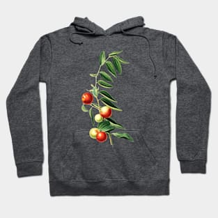 Vintage Botanical Illustration - Chinese Jujube 139 Hoodie